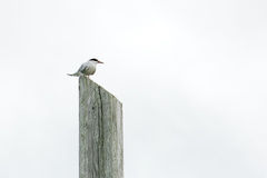 Sterna hirundo