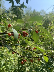 Elaeagnus umbellata