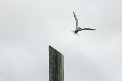 Sterna hirundo