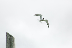 Sterna hirundo