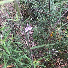 Westringia eremicola