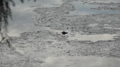 Alligator mississippiensis