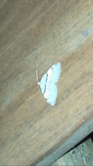 Xanthorhoe labradorensis