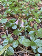 Linnaea borealis