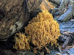 Ramaria flava