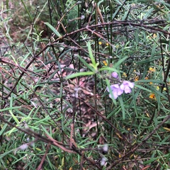 Westringia eremicola