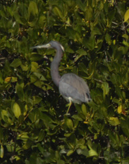 Egretta tricolor