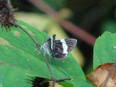 Trichodezia albovittata