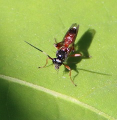 Agrothereutina