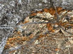 Trentepohlia aurea