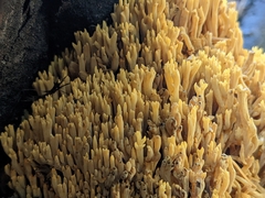 Ramaria flava