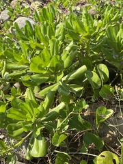 Scaevola taccada