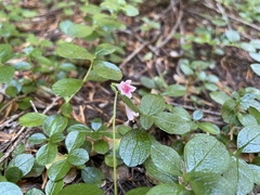 Linnaea borealis