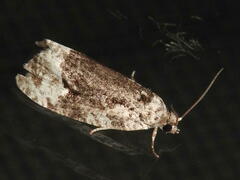 Apotomis funerea