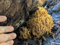 Ramaria flava