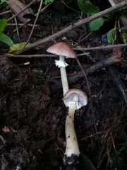 Stropharia
