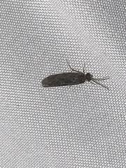 Polycentropodidae