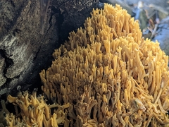 Ramaria flava
