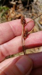 Carex pallescens