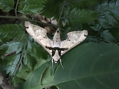 Adhemarius gannascus
