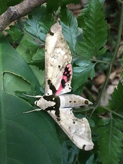 Adhemarius gannascus