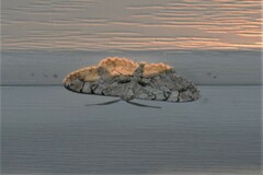 Iridopsis larvaria