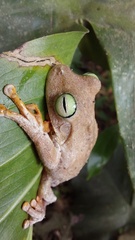 Boana platanera