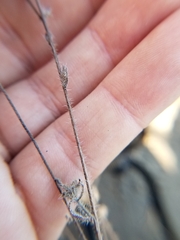 Cryptantha clevelandii