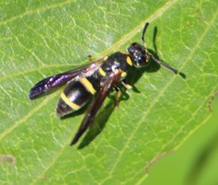 Parancistrocerus