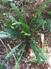 Asplenium