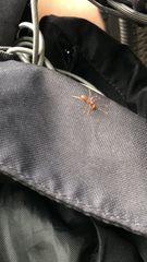 Oecophylla smaragdina