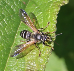 Tachytes guatemalensis