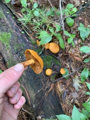 Tricholomopsis decora