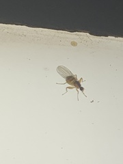 Hybotidae