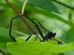 Pelecinus polyturator