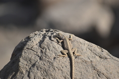 Microlophus