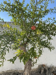 Punica granatum