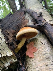 Gymnopilus luteus