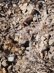 Cryptantha clevelandii