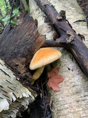 Gymnopilus luteus