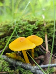 Pluteus chrysophlebius