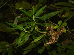 Grazielia intermedia