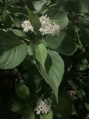 Cornus sanguinea