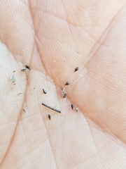 Cryptantha clevelandii