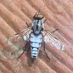 Ozodiceromyia