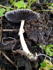 Stropharia
