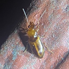 Stenolophini