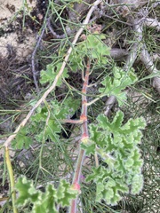 Pelargonium capitatum