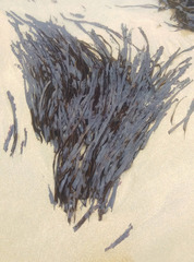 Laminaria sinclairii