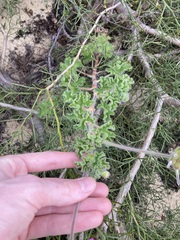 Pelargonium capitatum